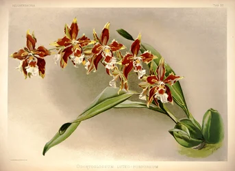 Odontoglossum luteopurpureum